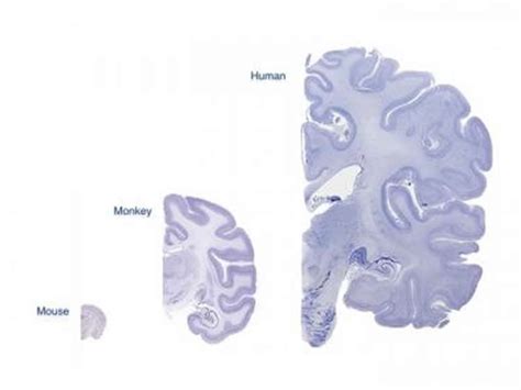 How to Build a Brain - Neuroscience News