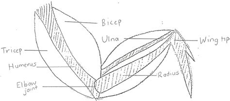 Chicken wing - body systems