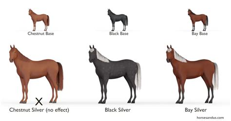 The 3 versions of Silver Horses: Silver black, Silver Bay, Silver Red