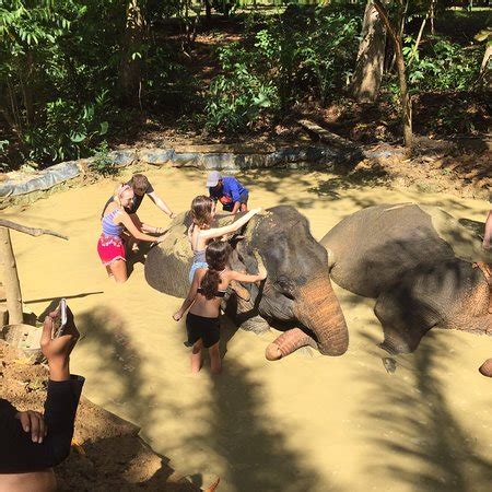 Khao Sok Elephant Sanctuary (Khao Sok National Park) - 2019 All You ...