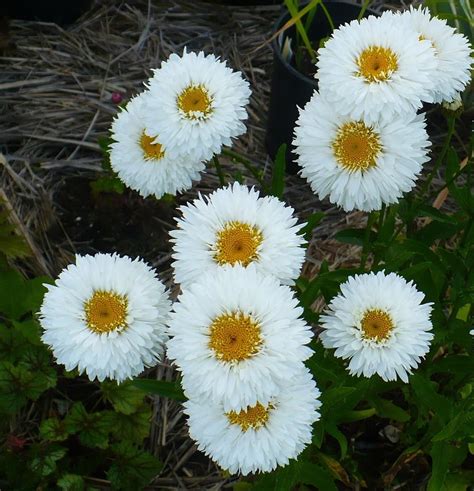 Shasta Daisies: Plant Care and Collection of Varieties - Garden.org | Plants, Shasta daisies ...