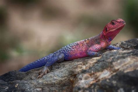 Agama Lizard: Characteristics, Diet, Facts & More [Fact Sheet]