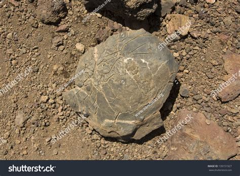 Volcanic Bomb With Bread-Crust Texture Stock Photo 139151927 : Shutterstock