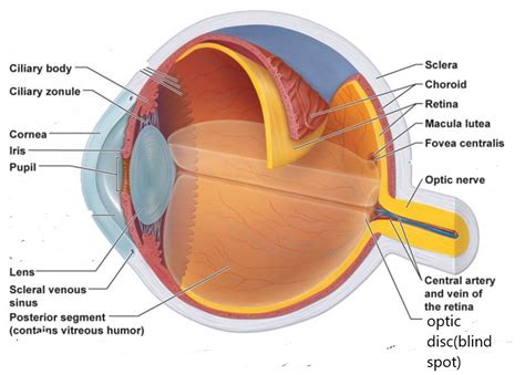 Anatomy of EYE and MCQs for NEET, GPAT, RRB Pharmacist, Staff Nurse ...