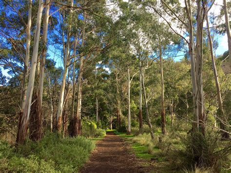 Woods Path Forest - Free photo on Pixabay - Pixabay