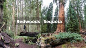 redwoods vs sequoia 1 | The Nature Seeker