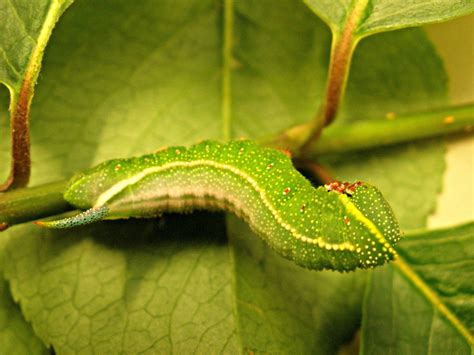 National Moth Week: Hummingbird Moth (Hemaris thysbe)