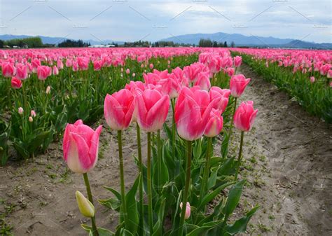 Bright pink tulip field | Nature Stock Photos ~ Creative Market