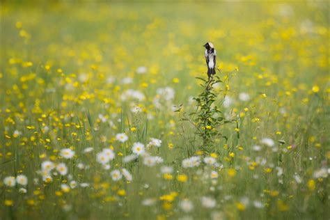 Bobolink Migration | Audubon Vermont