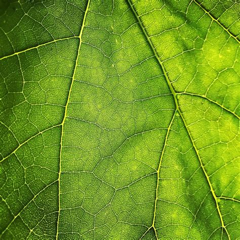 Leaf Texture Pictures | Download Free Images on Unsplash