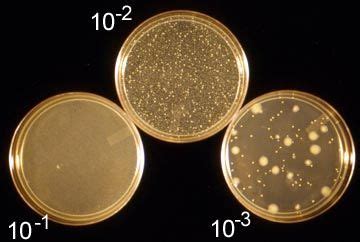 Pour Plate Results: Serial Dilutions in Food Science and Microbiology