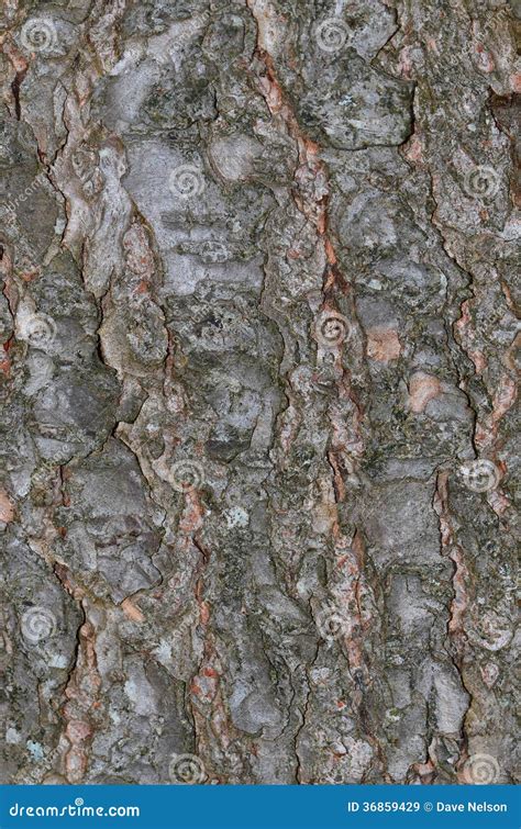 Hemlock Tree Bark Background Stock Image - Image of details, natural ...