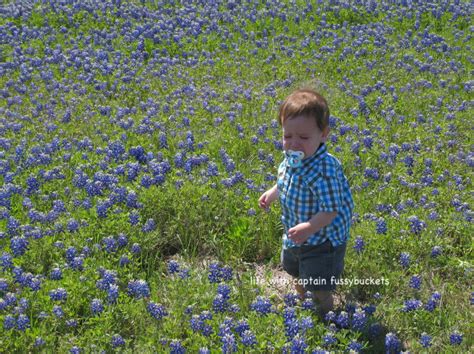 Texas Bluebonnets - Ginger Casa