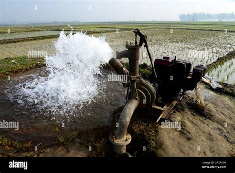 Irrigation by Deep tube well is being done on transplanted rice ...