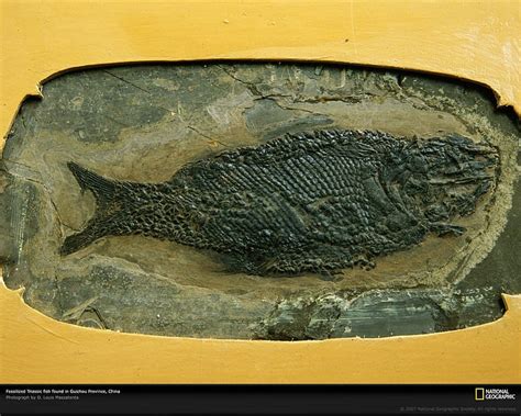 Triassic fish, triassic, fish, fossil, national geographic animal ...