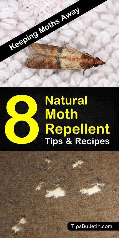 8 Easy Do-It-Yourself Moth Repellents | Moth repellent, Natural moth repellant, Moth