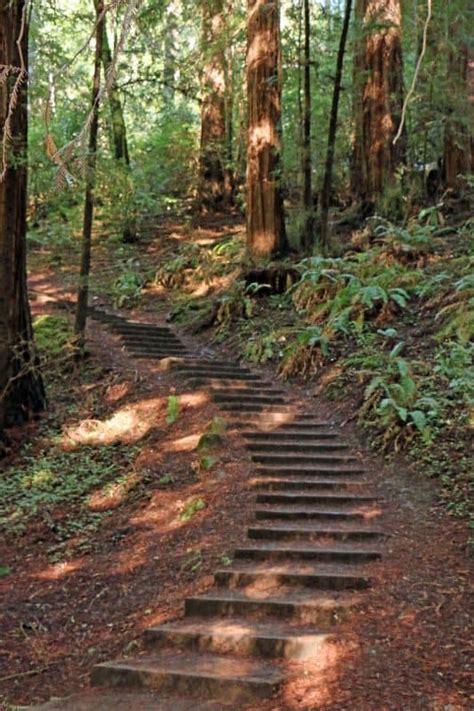 Hiking at Muir Woods National Monument - Park Ranger John