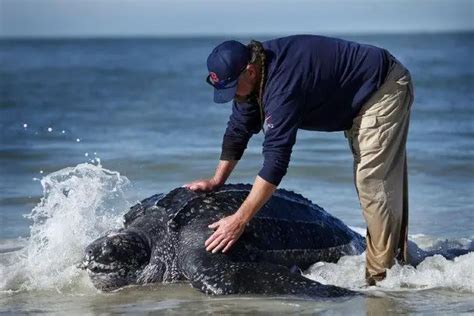 Leatherback Sea Turtle Facts | Leatherback Sea Turtle Habitat & Diet