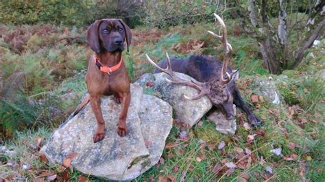 Deer Dog Training – Wild Deer Association of Ireland