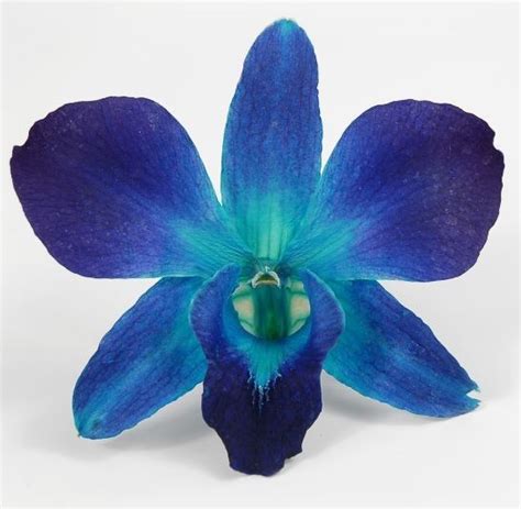 Flowerful Events | Teal Dendrobium Orchid | Flowerful Events ...