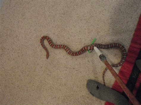 New and Improved Snake Hook - Instructables