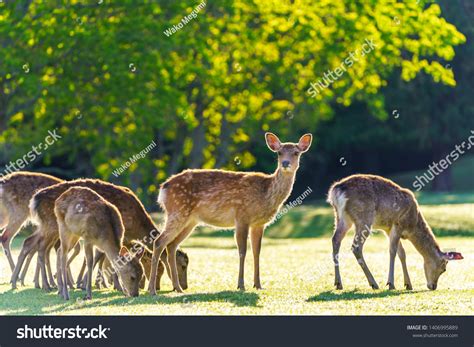 14,495 Nara deer park Images, Stock Photos & Vectors | Shutterstock