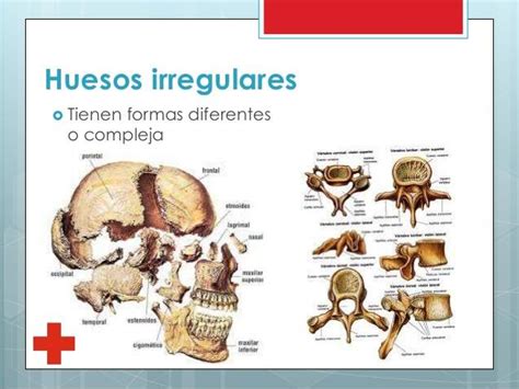 Huesos IRREGULARES: función, características y ejemplos - ¡¡RESUMEN!!