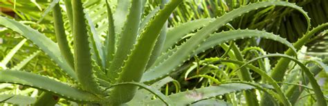 Uses of Aloe Vera in Dogs: Benefits & How to Use | My Pet Needs That