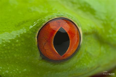 Photo Ark Home Red-Eyed Tree Frog | National Geographic Society | Red ...