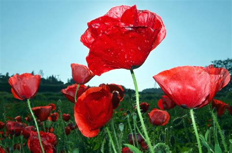 Closeup photo of red Poppy flower field HD wallpaper | Wallpaper Flare