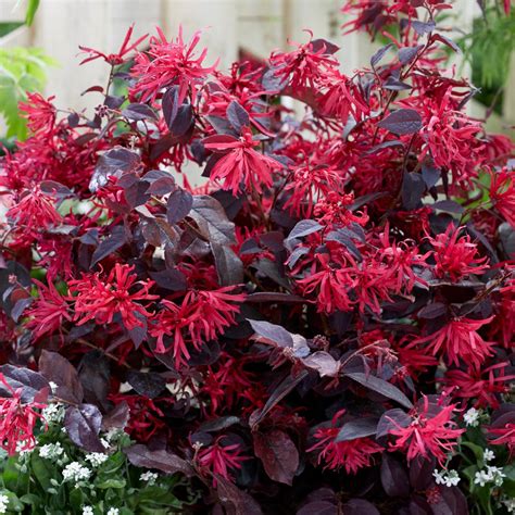 Buy loropetalum Loropetalum chinense var 'rubrum Fire Dance': Delivery ...