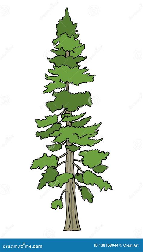 Douglas Fir Tree Stock Illustrations – 81 Douglas Fir Tree Stock Illustrations, Vectors ...