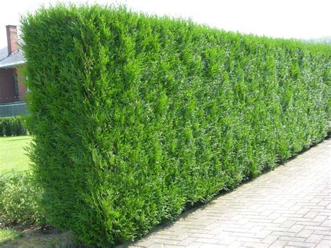 Buy 12x Thuja plicata Evergreen Hedge s, Western red Cedar Fast Growing ...