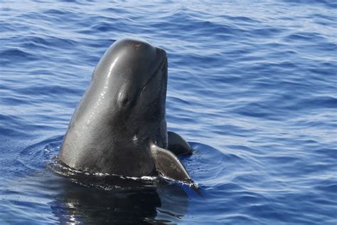 Different Pilot Whale Groups Exhibit Different Call Dialects, Study Finds | Plants And Animals