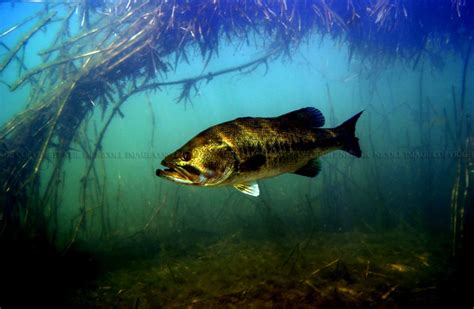 Largemouth Bass Underwater | Amazing Wallpapers