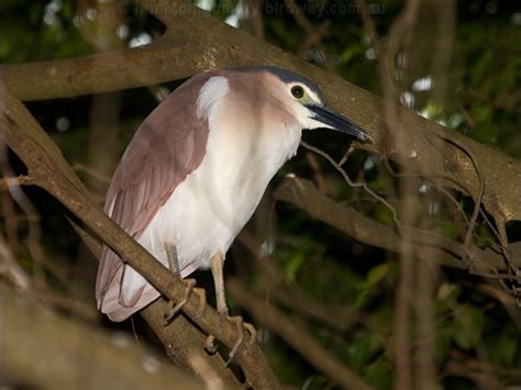 Nankeen Night Heron photo image 5 of 21 by Ian Montgomery at birdway.com.au