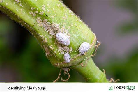 Mealybug Destroyer Life Cycle