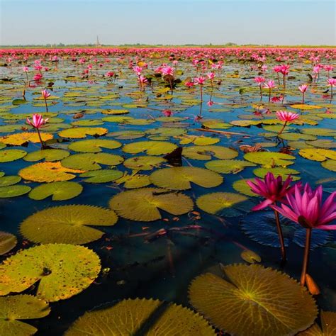 Lotus Flower Seeds Thailand | Best Flower Site