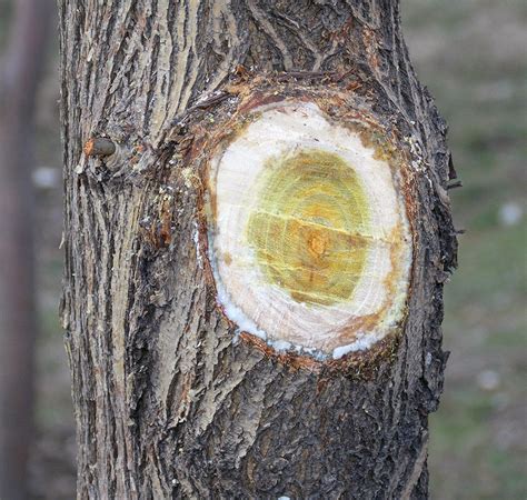 Horse Apple tree 5pcs gift with love / Osage Orange Bois | Etsy