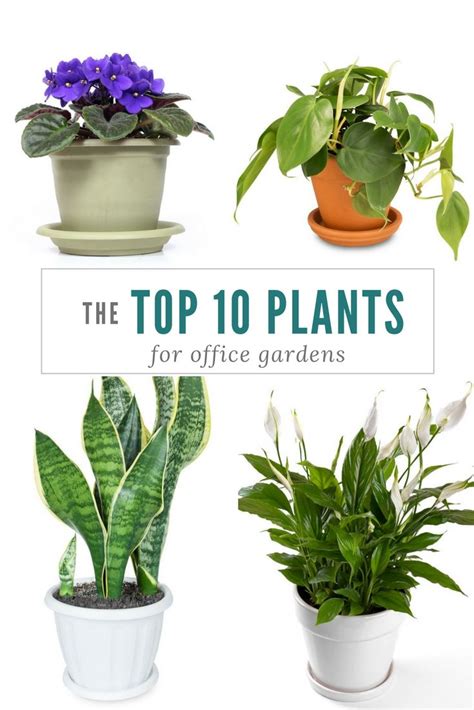 Discover the top 10 plants for office gardens which you can proudly ...