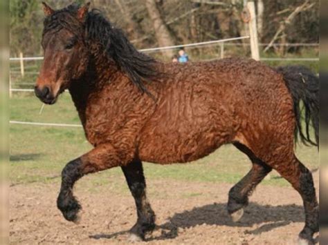 Behind America’s Most Unique Breed: The Bashkir Curly Horse – Horse Spirit