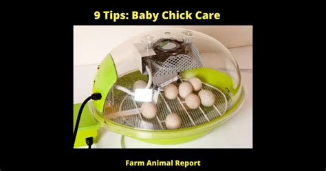 9 Tips: Baby Chick Care