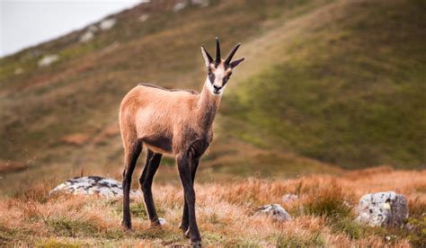 Brown Goat Breeds - Farmhouse Guide