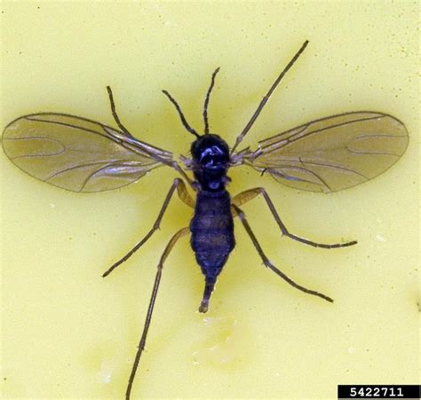 Fungus Gnats: Got Pests? : Board of Pesticides Control: Maine DACF