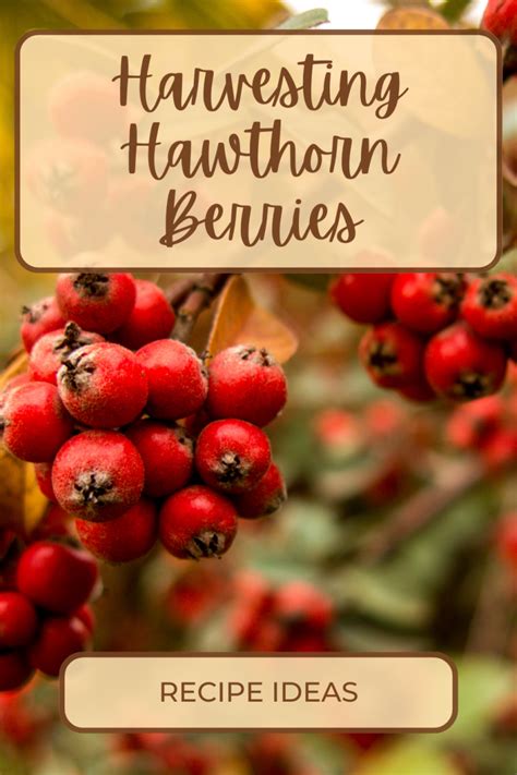 Growing, Harvesting, and Using Hawthorn Berries