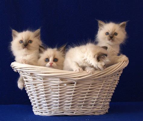 funny wallpapers-hd wallpapers-Desktop wallpapers: cute kittens in a basket