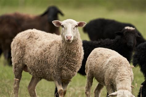 Sheep Breeds List | Discover & Learn About 50+ Unique Breeds of Sheep