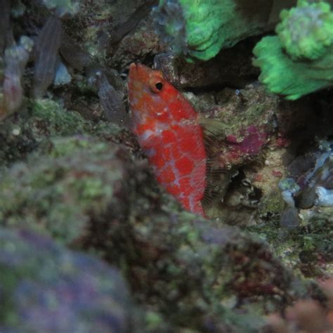 Geometric Pygmy Hawkfish Owners | REEF2REEF Saltwater and Reef Aquarium Forum