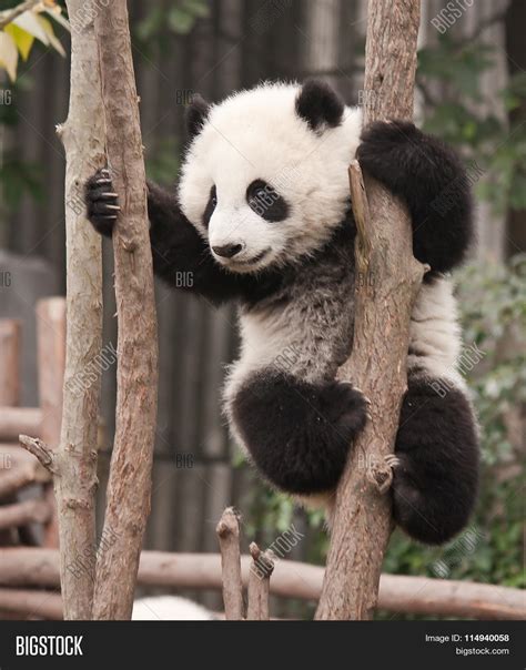 Giant Panda Baby Over Image & Photo (Free Trial) | Bigstock