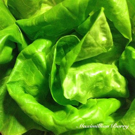 Vibrant Buttercup Lettuce | Health tips, Clean eating lifestyle, Lettuce